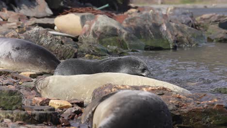 Young-Antarctic-Fur-Seal-Going-Into-Water,-Coastline-of-South-Georgia-Island,-Slow-Motion