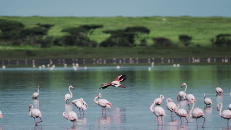 Flamencos-En-Cámara-Lenta-Volando-En-África-En-El-Lago-Ndutu-En-El-área-De-Conservación-De-Ngorongoro-En-El-Parque-Nacional-Ndutu-En-Tanzania-Sobre-Animales-Africanos-Y-Safari-De-Vida-Silvestre,-Pájaros-Volando-Sobre-El-Agua