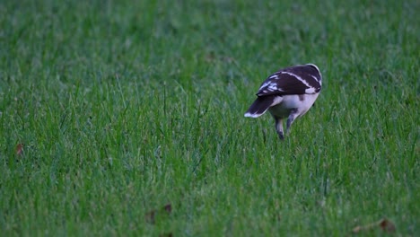 Walking-towards-the-upper-right-side-of-the-frame,-Black-collared-Starling-Gracupica-nigricollis-stops-and-looks-up-as-it-makes-some-calls-in-a-public-park-in-Thailand