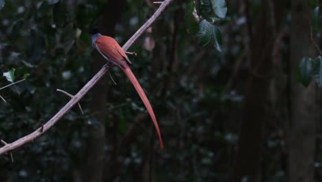 Acercándonos-A-Un-Papamoscas-Terpsiphone-Affinis-Del-Paraíso-De-Blyth-Que-Se-Posa-Sobre-Una-Ramita-Espinosa-Dentro-De-Un-Parque-Nacional-En-Tailandia