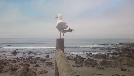 Gimbal-wide-shot-of-a-seagull-standing-on-a-post-looking-out-at-the-rocky-shoreline-on-the-Central-Coast-of-California