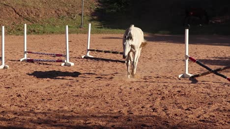 Ein-Weißes-Pferd-Läuft-Frei-Auf-Einem-Sandfleck-In-Einem-Stall-Auf-Einem-Feld