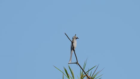 Zoomen-Aus-Einem-Aschigen-Drongo-Dicrurus-Leucophaeus,-Der-Teilweise-Von-Einem-Winzigen-Kahlen-Zweig-Eines-Bambus-In-Einem-Nationalpark-In-Thailand-Bedeckt-Ist