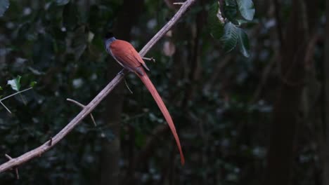 Looking-around-at-its-surroundings,-a-Blyth's-Paradise-Flycatcher-Terpsiphone-affinis-is-perching-on-a-thorny-twigs-in-a-national-park-in-Thailand