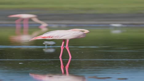 Flamingos-in-Lake-in-Africa,-Pink-Flamingo-Vertical-Video-for-Social-Media,-Instagram-Reels-and-Tiktok,-Pruning-and-Cleaning-Feathers-in-Ngorongoro-Conservation-Area-in-Ndutu-National-Park-in-Tanzania