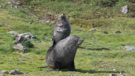 Couple-of-Antarctic-Fur-Seals-in-Grassland-of-South-Georgia-Island,-Animals-in-Natural-Habitat,-Slow-Motion