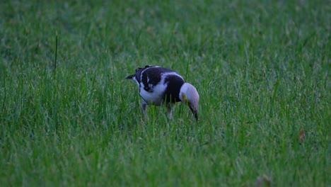 Foraging-for-some-food-in-a-grassy-area,-a-Black-collared-Starling-Gracupica-nigricollis-is-walking-and-bending-as-it-searches-for-something-in-a-public-park-in-Thailand