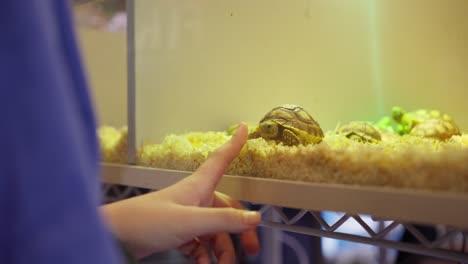 Person-pointing-at-small-turtle-in-terrarium,-close-up-shot