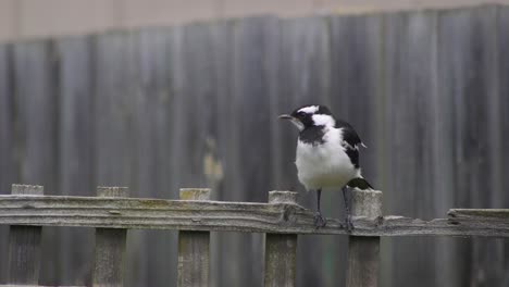 Magpie-lark-Mudlark-Juveniles-Perched-On-Fence-Trellis-One-Flies-Away-Australia-Maffra-Gippsland-Victoria-Slow-Motion