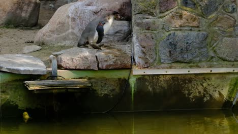 Humboldt-penguin-sitting-on-a-stone,-jumping-in-the-water-after-looking-around-and-in-the-camera,-slowmotion