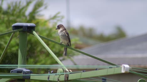 Butcherbird-Juvenile-Sitting-On-Clothes-Washing-Line-Windy-Australia-Maffra-Gippsland-Victoria-Slow-Motion