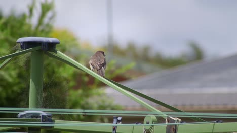 Butcherbird-Juvenile-Perched-On-Clothes-Washing-Line-Then-Flies-Away-Windy-Australia-Maffra-Gippsland-Victoria-Slow-Motion