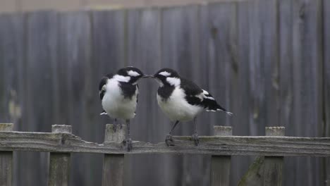 Urraca-alondra-Mudlark-Juveniles-Parados-En-La-Cerca-Enrejado-Australia-Maffra-Gippsland-Victoria-Cámara-Lenta