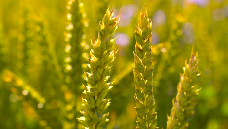 Static-shot-of-green-wheat-spike-swing-in-evening-yellow-hue-sunlight