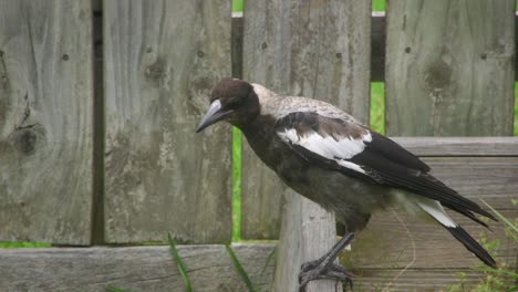 Australian-Magpie-Jumping-Off-Flowerbed-Australia-Maffra-Gippsland-Victoria-Slow-Motion