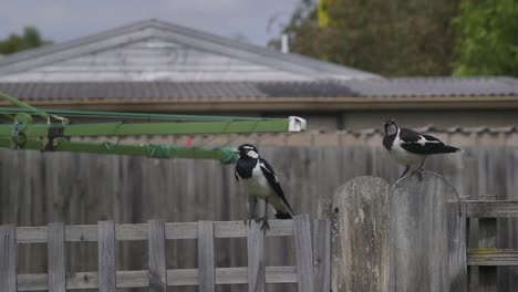 Magpie-lark-Mudlark-and-Juvenile-Perched-On-Fence-In-Garden-Australia-Maffra-Gippsland-Victoria-Slow-Motion-Daytime