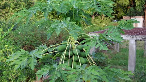 papaya-tree-full-of-fruits-at-day-from-flat-angle