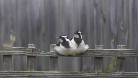 Magpie-lark-Mudlark-Juveniles-Perched-Sat-Together-On-Fence-Trellis-Looking-Around-Australia-Maffra-Gippsland-Victoria-Slow-Motion