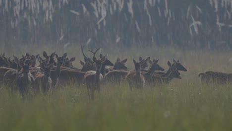 swamp-deer-in-the-grassland