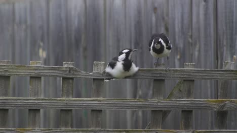 Urraca-lark-Mudlark-Aterrizando-En-El-Enrejado-De-La-Cerca-Con-Joven-Mudlark-Juvenil-Australia-Maffra-Gippsland-Victoria-Cámara-Lenta