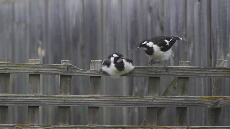 Magpie-lark-Mudlark-Juveniles-Siblings-Perched-On-Fence-Trellis-Australia-Maffra-Gippsland-Victoria-Slow-Motion