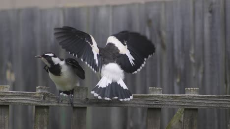 Magpie-lark-Mudlark-Juveniles-Getting-Fed-By-Adult-Perched-On-Fence-Trellis-Australia-Maffra-Gippsland-Victoria-Slow-Motion