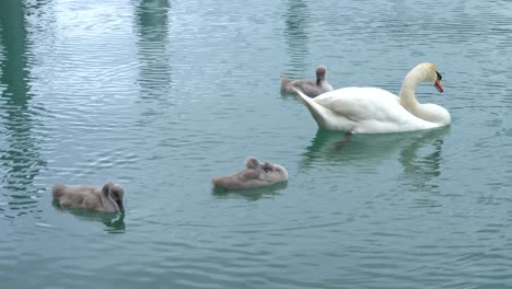 Schwanenfamilie-Schwimmt-Mit-Drei-Kleinen-Schwanenbabys-Auf-Dem-Blauen-See