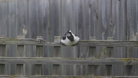 Magpie-lark-Mudlark-Perched-On-Fence-Trellis-Australia-Maffra-Gippsland-Victoria-Slow-Motion