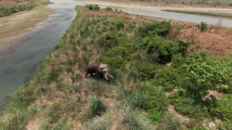 Wilder-Elefant-Im-Dschungel