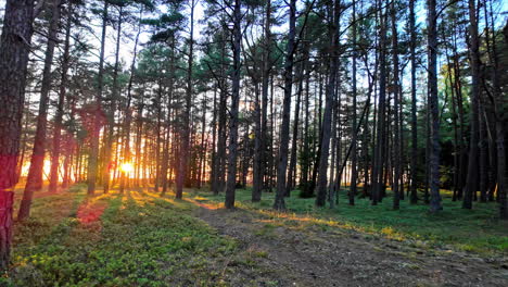 Early-morning-sunrise-view-between-tall-trees-in-the-forest-woods-in-nature