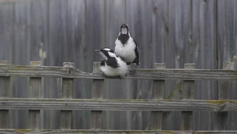 Magpie-lark-Mudlark-Juveniles-Perched-On-Fence-Trellis-Looking-Around-Australia-Maffra-Gippsland-Victoria-Slow-Motion