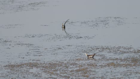 Pájaros-Jugando-En-El-Lago