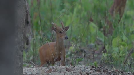 barking-deer-in-the-jungle