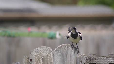 Juvenil-Joven-Urraca-alondra-Mudlark-Balanceándose-En-El-Poste-De-La-Cerca-Y-Luego-Se-Va-Volando-Ventoso-Australia-Maffra-Gippsland-Victoria-Cámara-Lenta