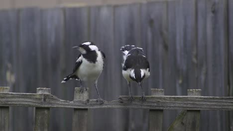 Urraca-alondra-Mudlark-Juveniles-Moviéndose-Y-Estirándose-En-El-Enrejado-De-La-Cerca-Australia-Maffra-Gippsland-Victoria-Cámara-Lenta