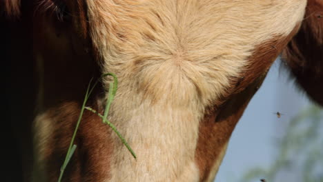 POV-Extreme-Nahaufnahme-Brauner-Farmbulle-Simbra,-Der-Grünes-Gras-Frisst,-Makrodetail