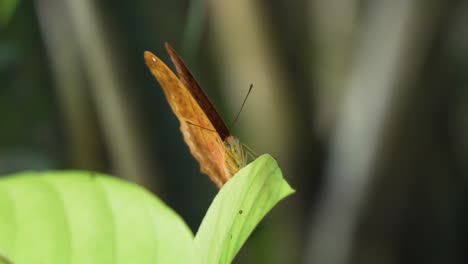 Orangefarbener-Vindula-Dejone-Oder-Malayischer-Kreuzer-Schmetterling,-Der-Mit-Den-Flügeln-Auf-Einem-Blatt-Schlägt-Und-In-Zeitlupe-In-Die-Kamera-Blickt,-Tierwelt-Aus-Bali