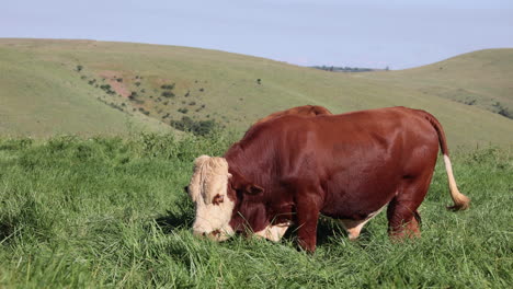 Beautiful-Mountains-Hills,-Brown-Farm-Bull-Simbra-eating-green-grass-in-summer,-Medium-shot