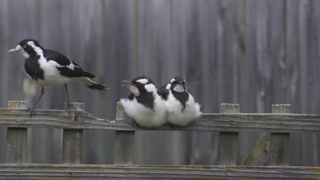 Magpie-lark-Mudlark-Family-Perched-On-Fence-Trellis-Australia-Maffra-Gippsland-Victoria-Slow-Motion