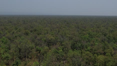 Grüner-Dichter-Wald-Von-Nepal