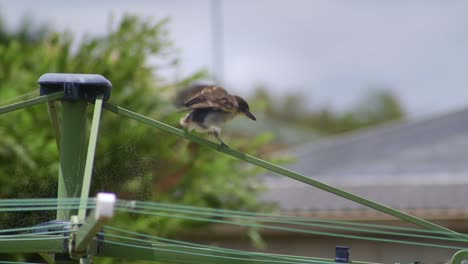 Butcherbird-Juvenil-Posado-En-La-Línea-De-Lavado-De-Ropa-Ventoso-Australia-Maffra-Gippsland-Victoria-Cámara-Lenta