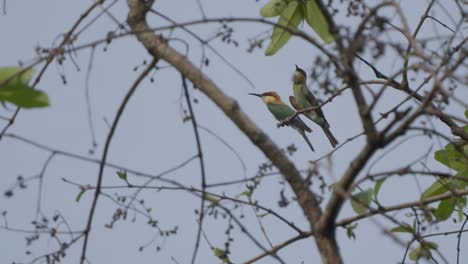 Par-De-Pájaros-En-El-árbol