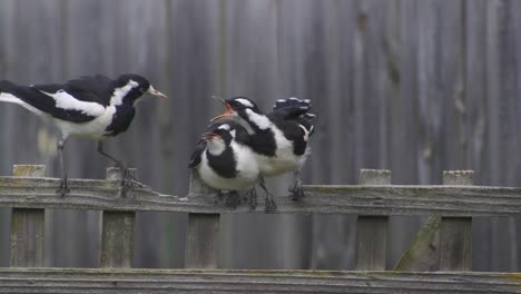 Magpie-lark-Mudlark-Landing-On-Fence-Trellis-And-Feeding-Two-Young-Juveniles-Australia-Maffra-Gippsland-Victoria-Slow-Motion