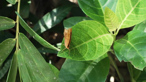 Vindula-Dejone-O-Mariposa-Crucero-Malaya-Encaramada-En-La-Planta-Tropical-Pseuderanthemum-Carruthersii---Vista-Superior,-Tamborileando-Alas-En-Cámara-Lenta