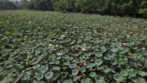 Lotusblume-Im-Teich