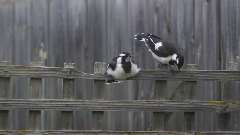 Magpie-lark-Mudlark-Juveniles-Perched-On-Fence-Trellis-Scraping-Beak-Australia-Maffra-Gippsland-Victoria-Slow-Motion