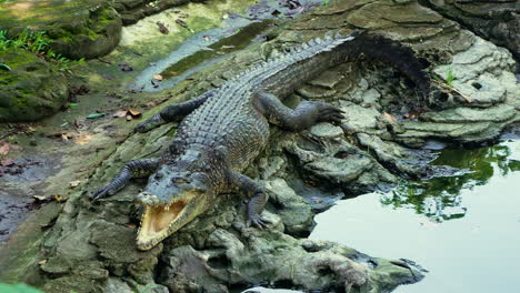 Saltwater-Crocodile-with-Opened-Mouth-Lying-on-Rocky-Beach-by-the-Water