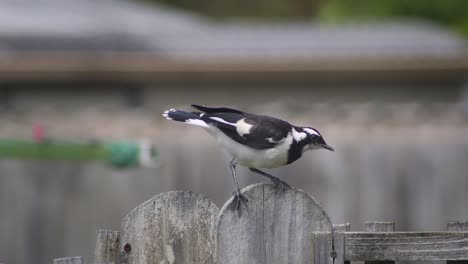 Jugendlicher-Junger-Elsterlerche-Mudlark,-Der-Auf-Zaunpfosten-Balanciert,-Windiges-Australien,-Maffra,-Gippsland,-Victoria,-Zeitlupe