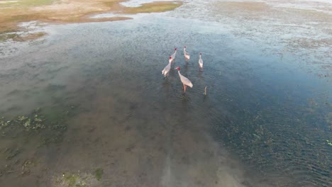 group-of-crane-birds-in-Lake