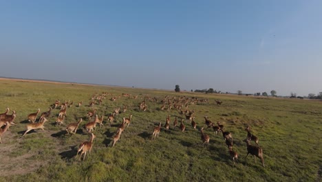 Swamp-deer-drone-video-in-Suklafata-National-Park-of-Nepal